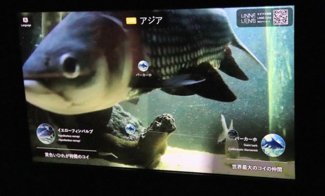 川崎の新水族館 カワスイ が超楽しい 都会を忘れる アマゾンゾーン に感動 年7月17日 2ページ目 特集 レポート クランクイン トレンド